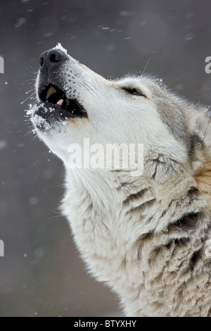 Lupo grigio (legno) Lupo (Canis lupus) maschio - ululati - Captive - New York - USA Foto Stock