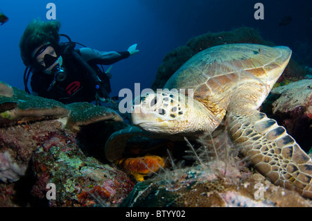 Sommozzatore guardando una tartaruga verde, Chelonia Mydas, appoggiato sulla barriera corallina, profilo, Sipadan, Sabah, Malaysia Foto Stock