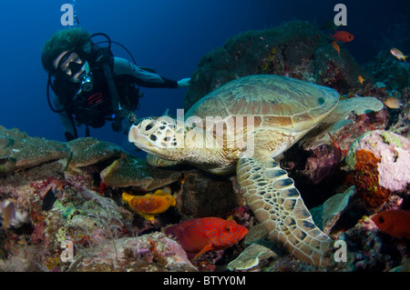 Sommozzatore guardando una tartaruga verde, Chelonia Mydas, appoggiato sulla barriera corallina, profilo, Sipadan, Sabah, Malaysia Foto Stock
