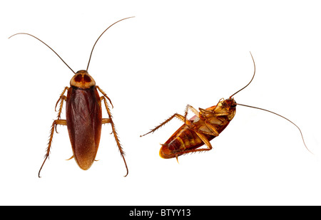Due scarafaggi accuratamente isolato usando il tasto alto sfondo flash e la mano del dettaglio. Foto Stock