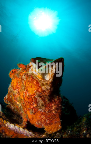 Un colore arancione pesce rana gigante, Antennarius commerson, sulla cima di una scogliera artificiale struttura, sbadigli, Mabul, Sabah, Malaysia Foto Stock