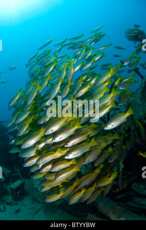 Scuola di big eye lutiani, Sabah Borneo Malese. Foto Stock
