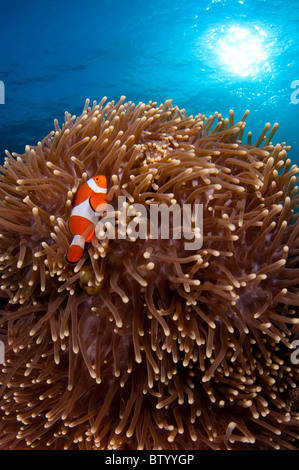 Clownfish in Anemone, Sipadan, Sabah Boneo, Malaysia. Foto Stock