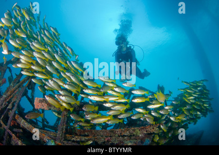 Sub e scuola di tonno obeso lutiani, Lutjanus lutjanus, sotto il Seaventures Dive Resort piattaforma, Mabul, Sabah, Malaysia Foto Stock