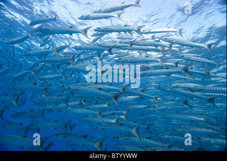 Scuola di Chevron barracuda, Sphyraena quenie, nuoto nel blu, profilo, Sipadan, Sabah, Malaysia Foto Stock