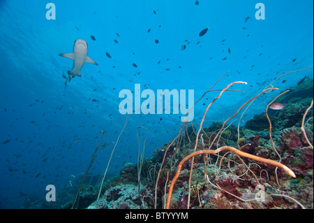 Shark nuoto oltre il reef, Sipadan, Sabah Borneo Malese. Foto Stock