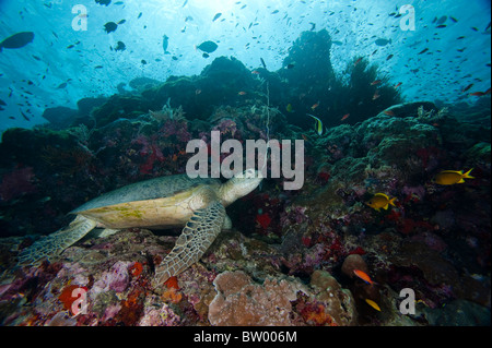 Una tartaruga verde, Chelonia Mydas, in appoggio sulla mensola al Coral reef, circondata dalla barriera corallina pesci, profilo, Sipadan, Sabah, Malaysia Foto Stock