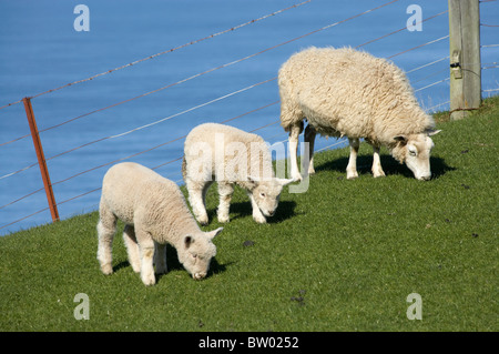 Sheep and Lambs, near Dunedin, Otago, South Island, New Zealand Foto Stock