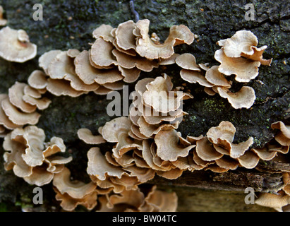 Bitter Oysterling, Panellus stipticus (Syn. Crepidopus stypticus), Mycenaceae (Tricholomataceae). Foto Stock