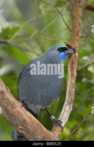 North Island Kokako ( Callaeas cinerea ), Pukaha Mount Bruce Centro faunistico, Wairarapa, Isola del nord, Nuova Zelanda Foto Stock