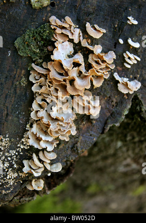 Bitter Oysterling, Panellus stipticus (Syn. Crepidopus stypticus), Mycenaceae (Tricholomataceae). Foto Stock