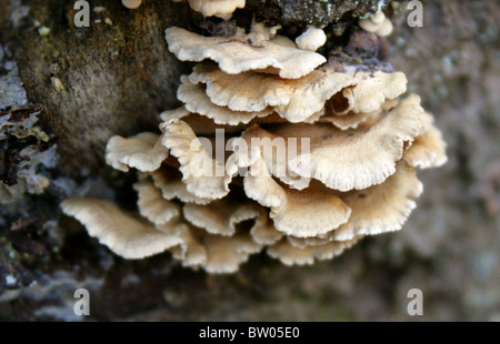 Bitter Oysterling, Panellus stipticus (Syn. Crepidopus stypticus), Mycenaceae (Tricholomataceae). Foto Stock