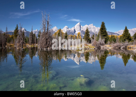 Il glorioso Grand Teton riflesso in Beaver pond Foto Stock