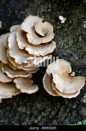 Bitter Oysterling, Panellus stipticus (Syn. Crepidopus stypticus), Mycenaceae (Tricholomataceae). Foto Stock