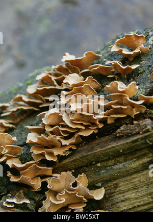 Bitter Oysterling, Panellus stipticus (Syn. Crepidopus stypticus), Mycenaceae (Tricholomataceae). Foto Stock