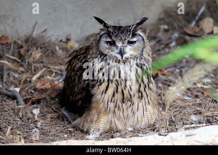 Turkmenian gufo reale (Bubo bubo turcomanus) nel mondo di uccelli, Hout Bay, Sud Africa. Foto Stock