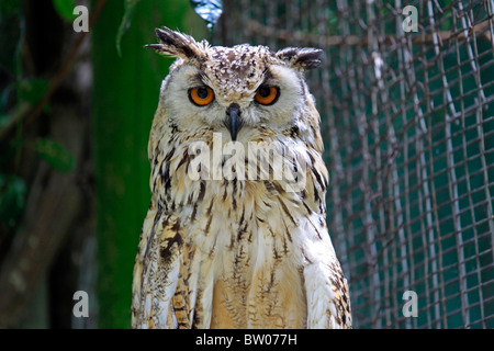 Rock gufo reale chiamato anche indian gufo reale o il Bengala gufo reale (Bubo bubo bengalensis) nel mondo di uccelli, Hout Bay, Sud Africa. Foto Stock