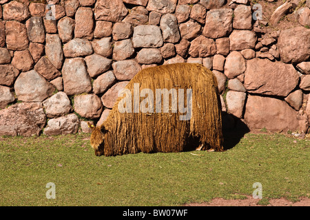 Capelli lunghi marrone dorato alpaca Foto Stock