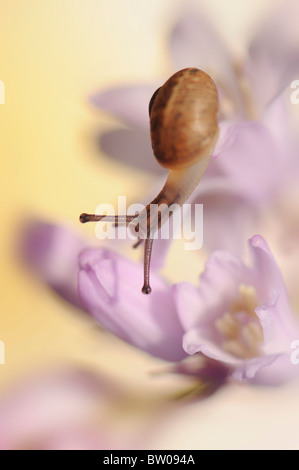 Un comune giardino marrone - lumaca Helix Aspersa su un fiore Foto Stock