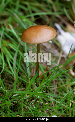 Il radicamento gambo, Xerula radicata (Syn. Oudemansiella radicata), Physalacriaceae. Comune, Commestibile ma non vale la pena. Foto Stock