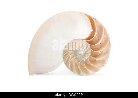 Un perfetto e straordinario modello di fibonacci in un guscio di Nautilus Foto Stock