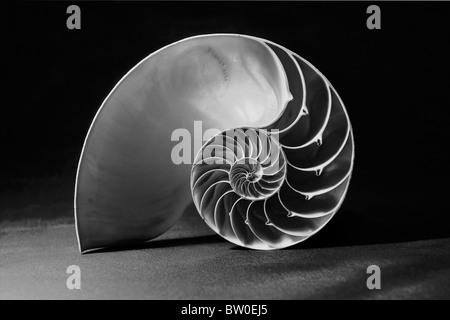 Girato in bianco e nero di un perfetto modello di fibonacci all'interno di un guscio di Nautilus Foto Stock