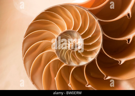 Una perfetta chiusura del uno straordinario modello di fibonacci in un guscio di Nautilus Foto Stock