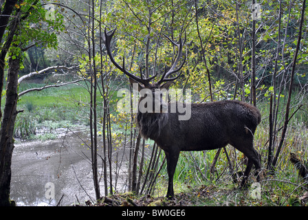 Un grande cervo con grandi corna un nativo di Irlanda Foto Stock