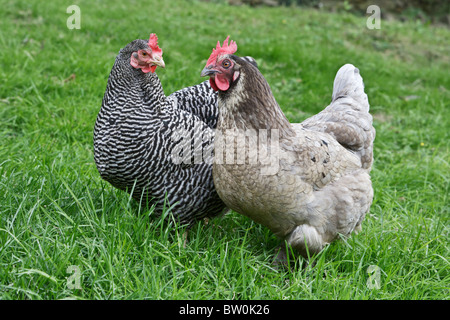 "Henpecked'. Un intervallo libero gallina e galletto rovistando a lato della strada nel villaggio Costwold di Snowshill in Gloucester Foto Stock