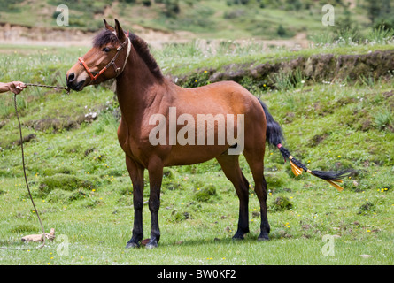 Animali Tibetani del Tibet stallone Cavallo di Razza mostra Foto Stock