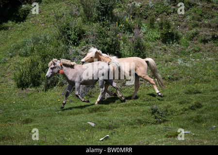 Animali Tibetani del Tibet stallone Cavallo di Razza mostra Foto Stock