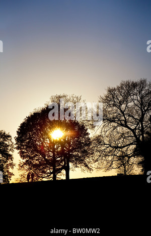 Un luminoso cielo invernale delinea wintery alberi sul pendio di una collina a Londra il famoso parco, Hampstead Heath. Foto Stock