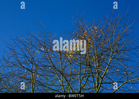 Le ultime foglie d'oro di autunno contro un cielo blu chiaro. Foto Stock