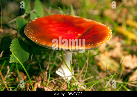 Primo piano di amanita agarica mosca completamente aperta muscaria amanitaceae Fungus toadstool Inghilterra Regno Unito GB Gran Bretagna Foto Stock