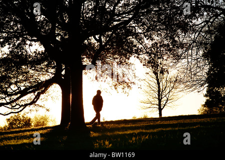 Un luminoso cielo invernale delinea wintery alberi sul pendio di una collina a Londra il famoso parco, Hampstead Heath. Foto Stock