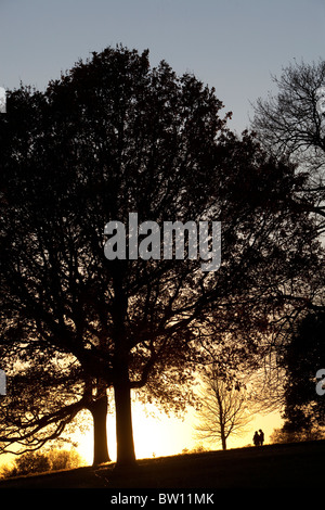 Un luminoso cielo invernale delinea wintery alberi sul pendio di una collina a Londra il famoso parco, Hampstead Heath.giovane sull orizzonte. Foto Stock