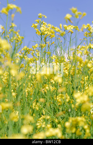 Campo di semi di colza (Brassica napus), Östergötland, Svezia Foto Stock
