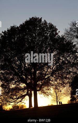 Un luminoso cielo invernale delinea wintery alberi sul pendio di una collina a Londra il famoso parco, Hampstead Heath. Foto Stock