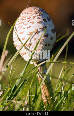 Ombrello chiuso permanente di funghi in erba Foto Stock