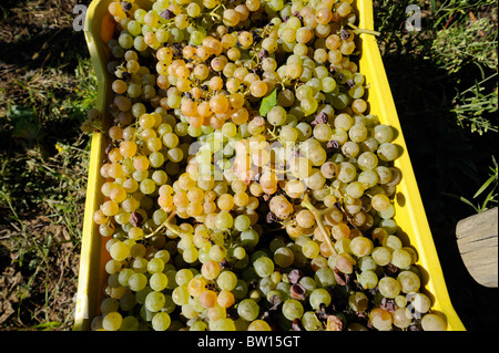 Italia, Basilicata, Roccanova, vendemmia, uva bianca da vicino Foto Stock
