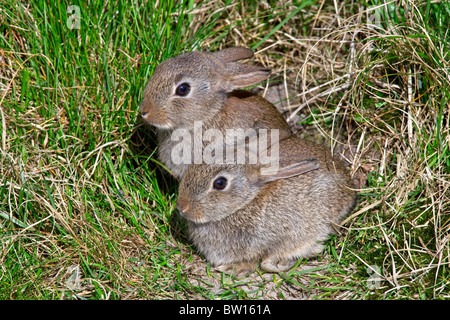 I giovani europei conigli (oryctolagus cuniculus) in Prato Foto Stock