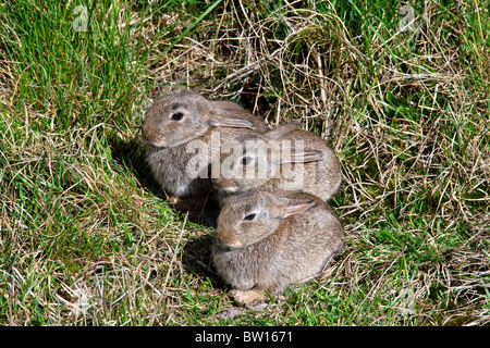 Tre i giovani europei conigli (oryctolagus cuniculus) nella parte anteriore del burrow entrata in Prato Foto Stock