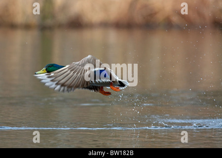Mallard / anatra selvatica (Anas platyrhynchos) maschio di decollare dal lago Foto Stock