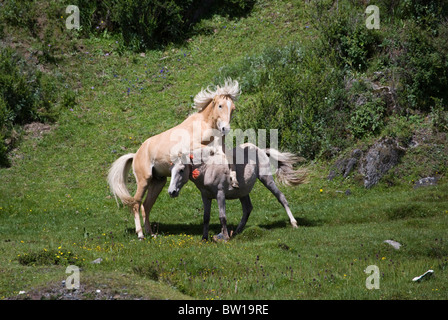 Animali Tibetani del Tibet stallone Cavallo di Razza mostra Foto Stock