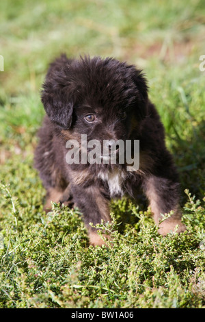 Animali Tibetani del Tibet stallone Cavallo di Razza mostra Foto Stock