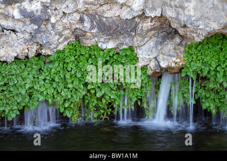 Il crescione cresce anche su roccia con acqua sorgiva naturale che fluisce a migliaia di molle su Snake River Ad Hagerman Valley, Idaho, Stati Uniti d'America. Foto Stock