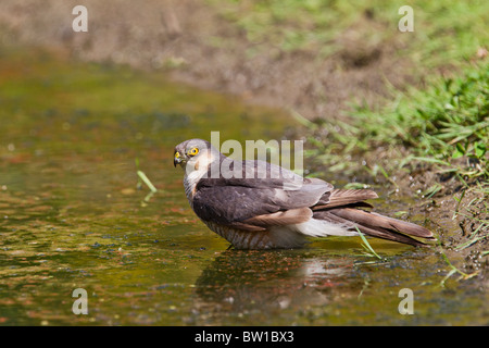 Sparviero ( Accipiter nisus ) maschio di balneazione in stagno Foto Stock