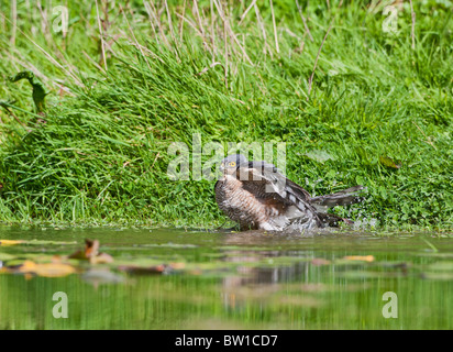 Sparviero ( Accipiter nisus ) maschio di balneazione in stagno Foto Stock