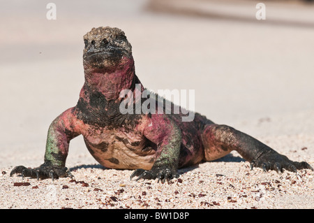 Isole Galapagos, Ecuador. Iguana marina (Amblyrhynchus cristatus), Suárez punto, Isla Española (Española o Cappa isola). Foto Stock