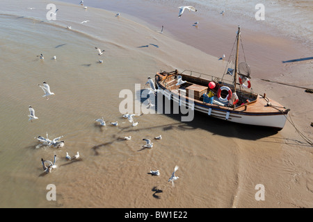 Liti gabbiani nel porto a Minehead, Somerset Foto Stock